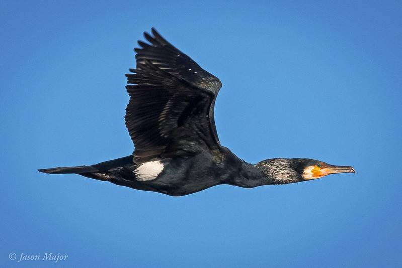 Jason Major (jpmajor@me.com)